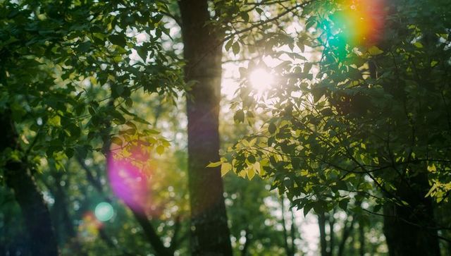 Sunlight Filtering Through Dense Forest with Vibrant Lens Flare