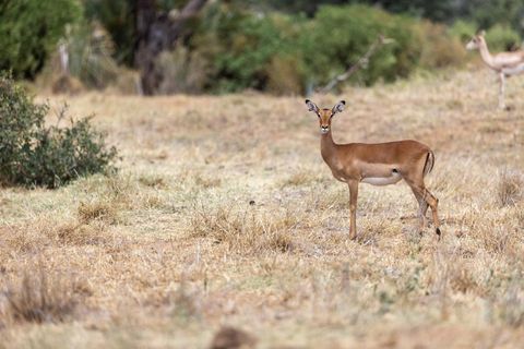 Alert antelope standing on dry savanna grassland looking toward camera with distant herd