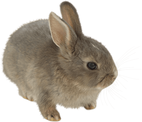 Cute fluffy brown easter bunny on transparent background