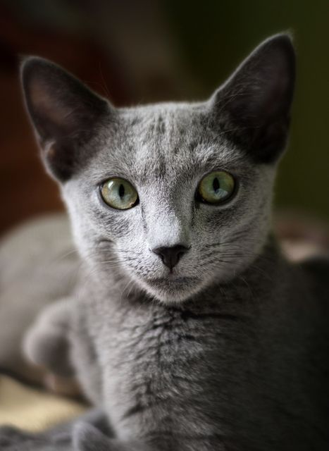 Close-up captures curious gray cat with intense green eyes, highlighting its whiskers and sleek fur. Perfect for use in pet-related advertisements, cat care articles, and animal photography blogs.