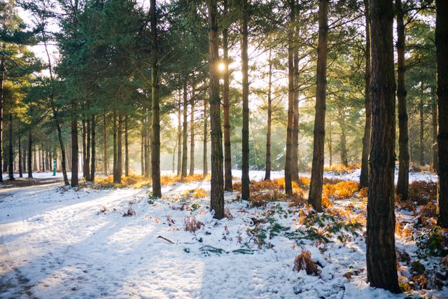 Winter Sun Shining Through Tall Trees in Snowy Forest - Download Free Stock Photos Pikwizard.com