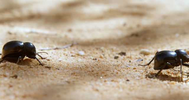 Close-up of ants on sandy ground, showcasing their foraging behavior - Download Free Stock Photos Pikwizard.com