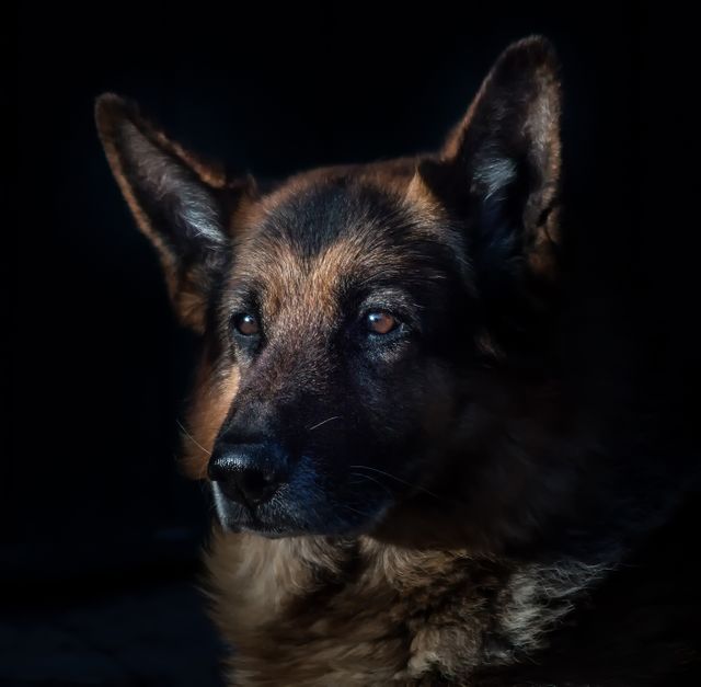 The image highlights a majestic German Shepherd against a black background with dramatic lighting, showcasing its serious and attentive nature. Perfect for use in stories emphasizing loyalty, security, or companion animals. Useful for advertising pet products, veterinary services, or as a striking visual in articles about dog breeds or animal behavior.