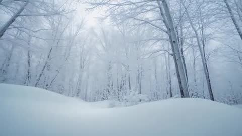 Moving Through Snow-Covered Birch Forest Clearing Showing Snowdrifts, Bare Branches, Overcast Light