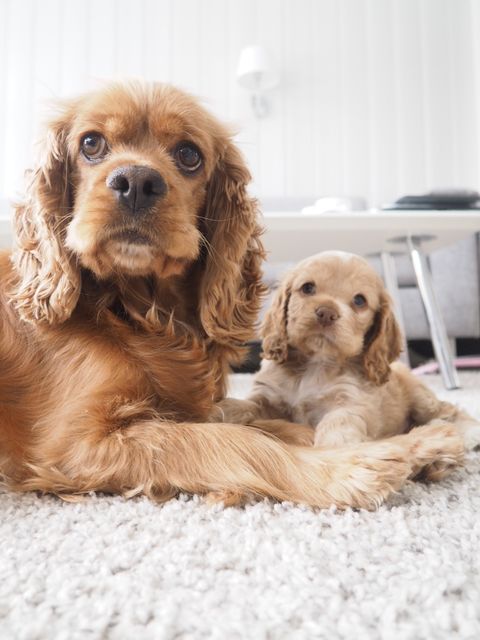 Adorable Cocker Spaniel With Puppy Relaxing Indoors - Download Free Stock Photos Pikwizard.com