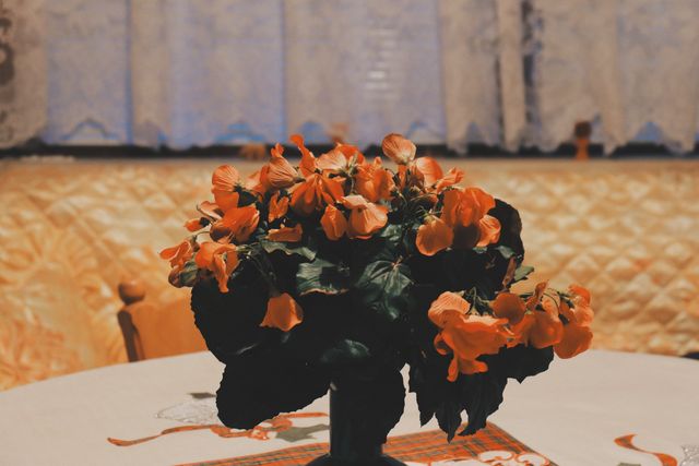 Floral bouquet of vibrant orange begonias placed on a dining table in a cozy home interior with lace curtains in the background. Perfect for use in content about home decor, vintage aesthetics, flower arrangements, and domestic living.