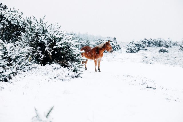 A wild horse standing alone in a snow-covered field during heavy snowfall. Surrounding bushes are also covered in fresh snow, adding to the stark, serene winter landscape. Ideal for nature and wildlife-themed projects, winter scenery promotions, or conveying themes of solitude and natural beauty.