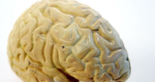 A close-up view of a brain model, with copy space. It serves as an educational tool for medical students and professionals to study the complex structure of the human brain.