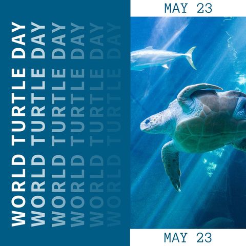 world turtle day celebration underwater with ocean turtle - Download Free Stock Templates Pikwizard.com