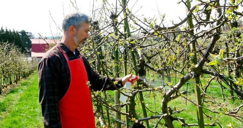 Man Spraying Orchard Trees for Healthy Harvest in Springtime - Download Free Stock Images Pikwizard.com