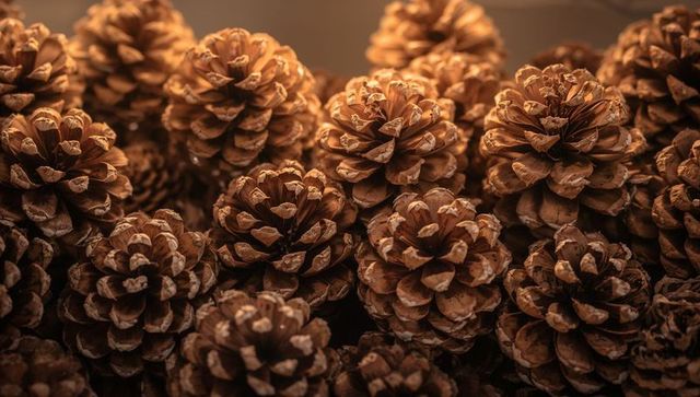 Warm Macro Cluster of Pine Cones Showing Rich Woody Texture and Cozy Holiday Mood