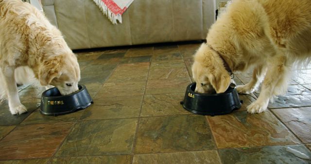Two big dogs with blond hair eating from bowls on floor in living room. Domestic life, pets, animals, food.