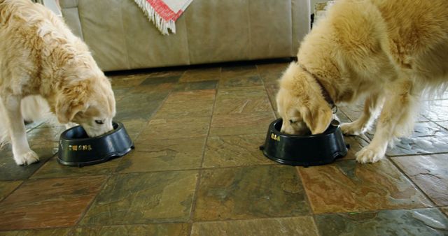 Two golden retrievers eating from black personalized dog bowls. They are standing on a tiled floor inside a home setting. This image can be used for pet care articles, dog food advertisements, or home pet care product promotions.