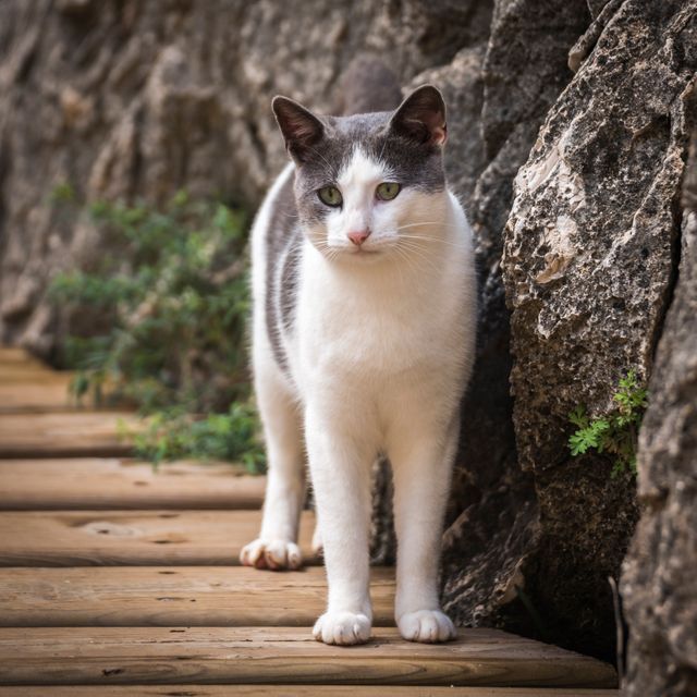 White and gray cat standing attentively on a wooden walkway, flanked by rocky walls and small green plants. Useful for articles on outdoor adventures with pets, nature walks, and pet care.