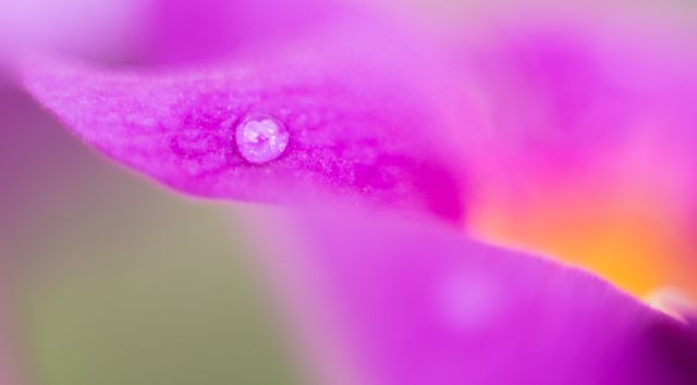 Close-up of Vibrant Purple Petals with Dew Drop - Download Free Stock Photos Pikwizard.com
