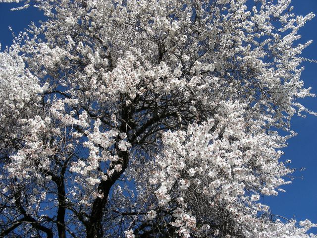 The picture showcases a cherry tree covered with white blossoms, set against a clear blue sky. Ideal for themes relating to springtime, renewal, nature's beauty, gardening, and outdoor activities. It can be used in horticultural magazines, spring festival promotions, and wallpapers emphasizing tranquility and rejuvenation.