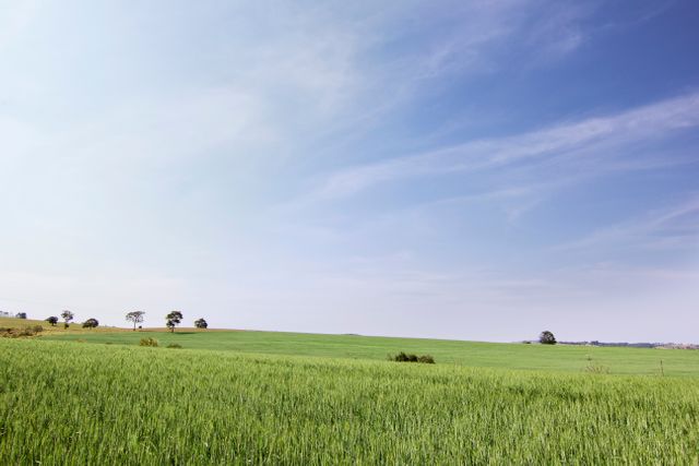 Green field extending to horizon under a clear blue sky with whispy clouds. Ideal for nature-themed projects, backgrounds, agricultural visuals, presentations on environmental topics, or marketing materials conveying tranquility and space.