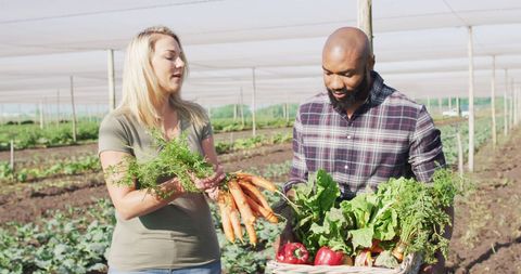 Farmers harvesting fresh vegetables on sustainable farm