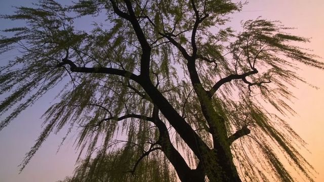 Swaying willow tree reaching long drooping branches in silhouette against pastel dusk gradient sky