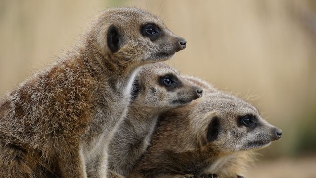 Three meerkat - Download Free Stock Photos Pikwizard.com