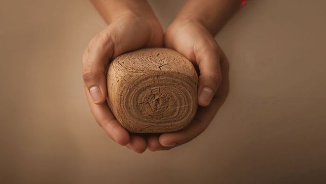 Adult hands holding rounded wooden block revealing growth rings and rustic wood texture