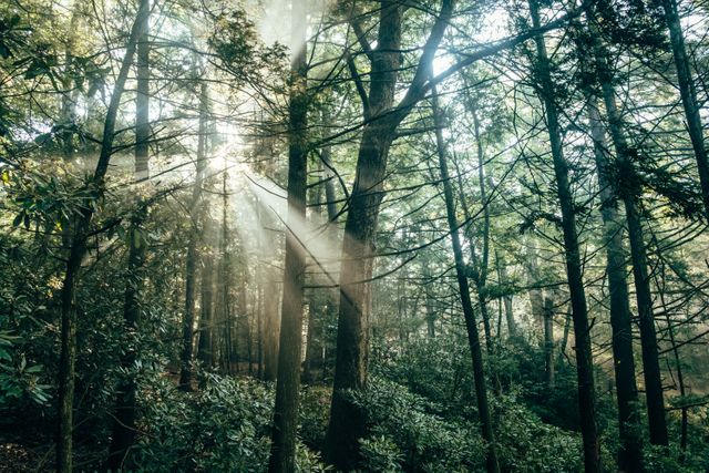 Sunlight is streaming through the dense forest creating a peaceful and serene atmosphere. Lush green trees fill the scene, emphasizing natural beauty and tranquility. Ideal for using in nature themes, environmental campaigns, outdoor adventure promotions, and meditation or relaxation visuals.