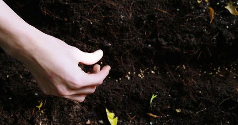 Close-up of a hand carefully planting a seed into dark, rich soil, capturing the moment where new life begins. This symbol of sustainability and growth is ideal for articles, presentations, or educational materials on gardening, agriculture, or environmental efforts.