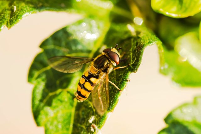 Hoverfly with striped abdomen pollinating on green leaf. Macro photo capturing nature detail. Useful for educational material, entomology studies, biology presentations, environmental awareness content, and nature enthusiast websites.