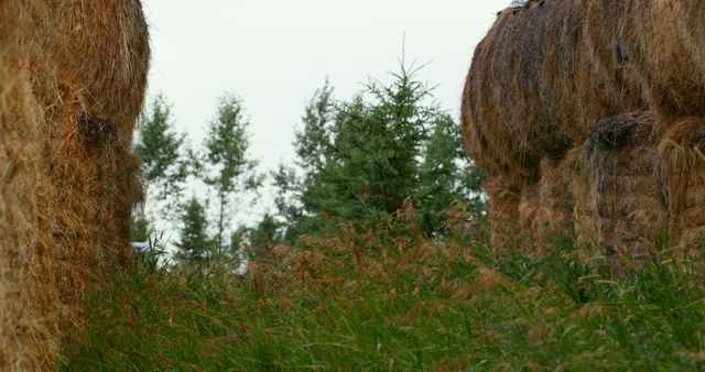 Pathway Through Hay Bales in Countryside - Download Free Stock Images Pikwizard.com