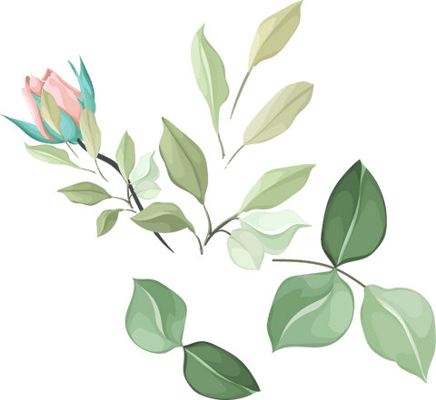 Transparent Vector Branch with Pink Rose Bud and Leaves Minimalistic Nature