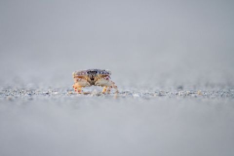Tiny Sand Crab Crawling Across Pebbled Beach Surface
