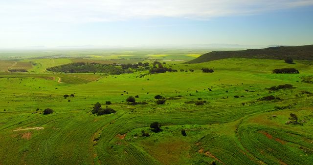 Aerial View of Lush Green Agricultural Fields on Clear Day - Download Free Stock Images Pikwizard.com