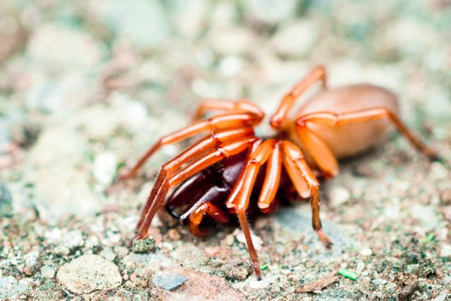 Detailed close-up of a bright red spider on ground offers a vivid and striking representation of outdoor wildlife. Ideal for educational purposes, nature blogs, or illustrating articles on arachnids and their habitats.