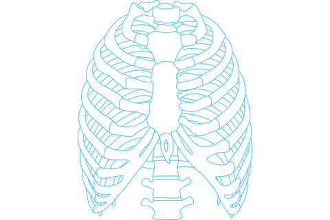transparent blue rib cage illustration with spine and ribs detail - Download Free Stock Videos Pikwizard.com