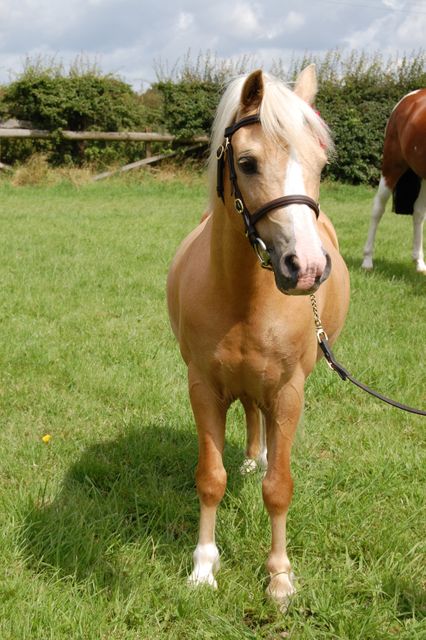 Animal palomino pasture pony - Download Free Stock Photos Pikwizard.com