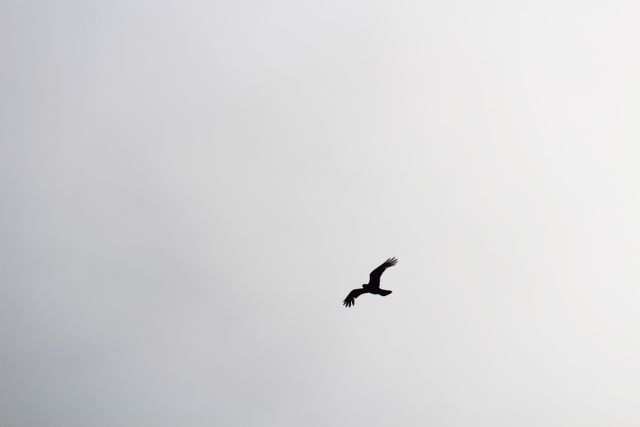 Solitary Bird Soaring Against Grey Sky - Download Free Stock Photos Pikwizard.com