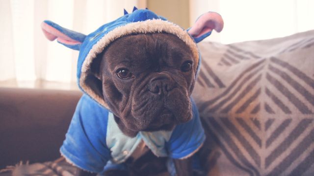 Adorable bulldog wearing a blue hooded costume, sitting on a couch in a cozy home environment. Perfect for use in pet-related promotions, social media posts, animal care advertisements, or blog articles about pets and their cute outfits.