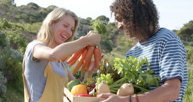 Two Farmers Harvesting Fresh Organic Vegetables in Countryside - Download Free Stock Images Pikwizard.com