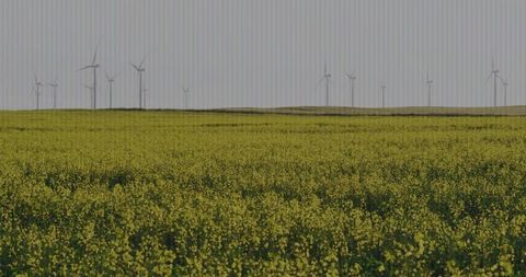 Yellow field expanses meet renewable wind energy on horizon