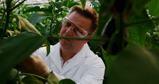 Male scientist wearing lab coat and goggles, focusing on plant research in greenhouse with various plants and leaves surrounding him. Image great for illustrating agricultural research, botany studies, plant science, horticulture advancements, and sustainable farming practices.