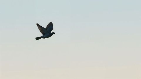 Soaring solitary bird in open sky with peach to pale blue gradient for condolences