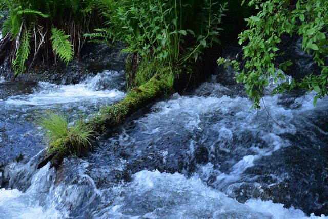 Clear water stream flowing through dense forest greenery, perfect for nature, conservation, and tranquility-themed visuals. Ideal for environmental campaigns, outdoor adventure promotions, and relaxation or meditation content.