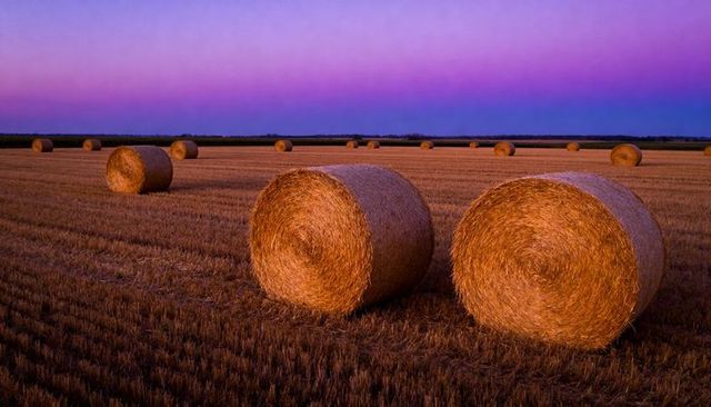 Golden hour round hay bales on harvested field with spiral texture and purple twilight