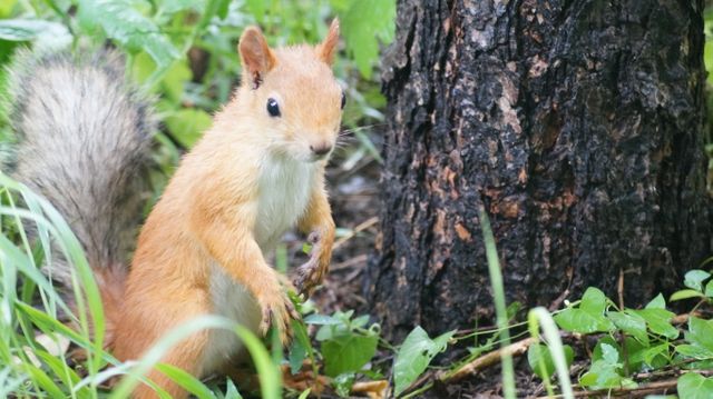 Squirrel stands near tree trunk in lush green forest, appearing curious. Ideal for nature articles, wildlife magazines, animal behavior studies, and educational materials related to forest ecosystems.