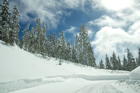 Snow-Covered Mountain Road Winding Through Tall Evergreen Forest Under Bright Blue Sky