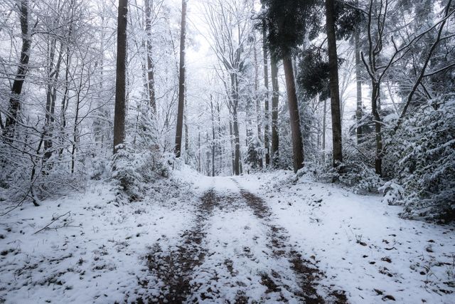 This image highlights a tranquil and snow-covered forest path in winter. Tall trees flank each side of the path, dusted with pristine white snow. Ideal for seasonal promotions, winter-themed marketing materials, nature-inspired designs, or for use as a serene and peaceful backdrop in publications.