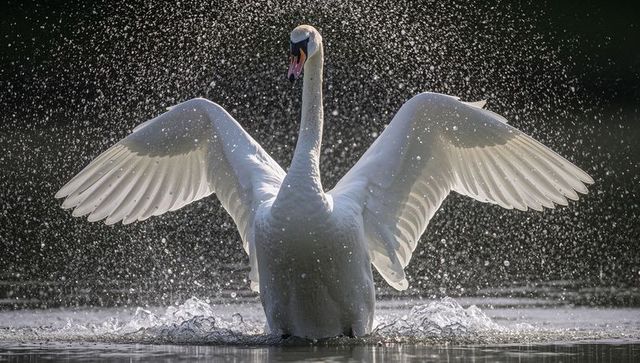 Backlit mute swan spreading wings through sparkling spray on calm lake at sunrise