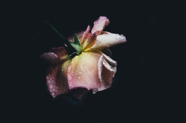 Moody Pink Rose with Water Droplets Against Dark Background - Download Free Stock Photos Pikwizard.com