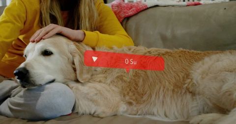 Golden Retriever Relaxing with Owner in Cozy Living Room Setting