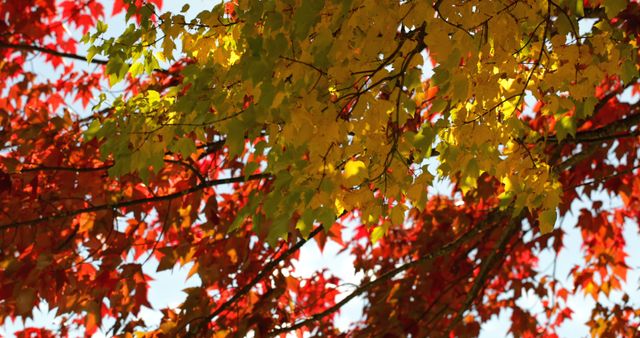 Close-up of autumn leaves. Beautiful autumn leaves on a sunny day 4k